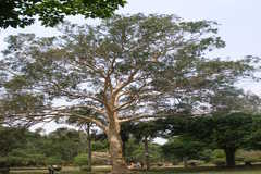 Eucalyptus citriodora